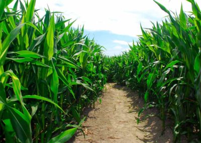 Hastings Corn Maze