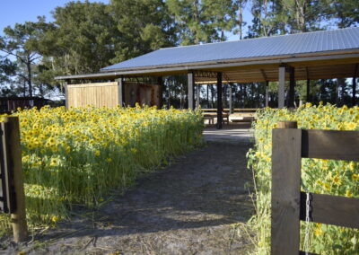 Sunflower Garden at the entrance to the Kids Zone