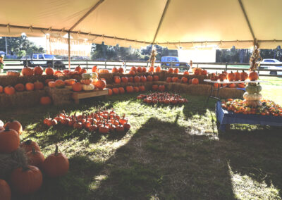 Huge Pumpkin Patch tent with hundreds of pumpkins in all different sizes