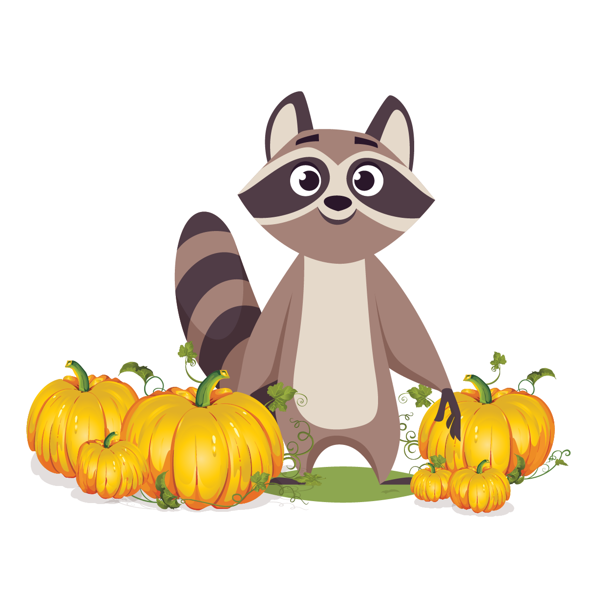 Hastings Racoon standing in a patch of pumpkins