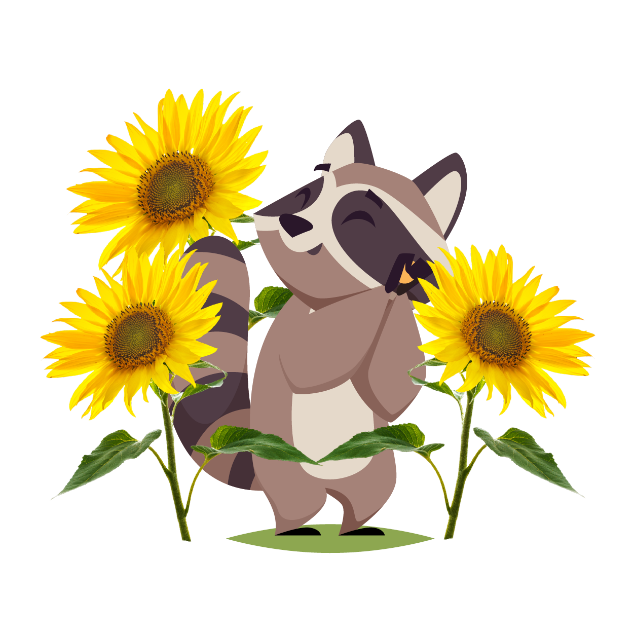 Hastings Raccoon Standing in Bunch of Sunflowers